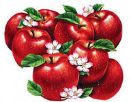 яблочки - для кухни, яблоки, ягоды, фрукты - оригинал