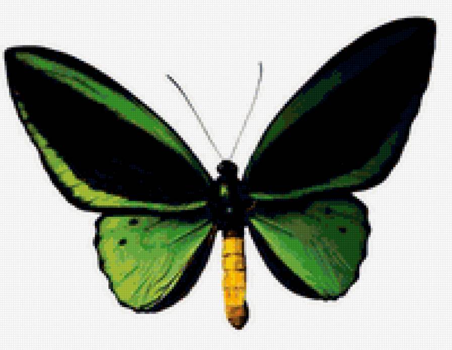 бабочка зеленая - предпросмотр