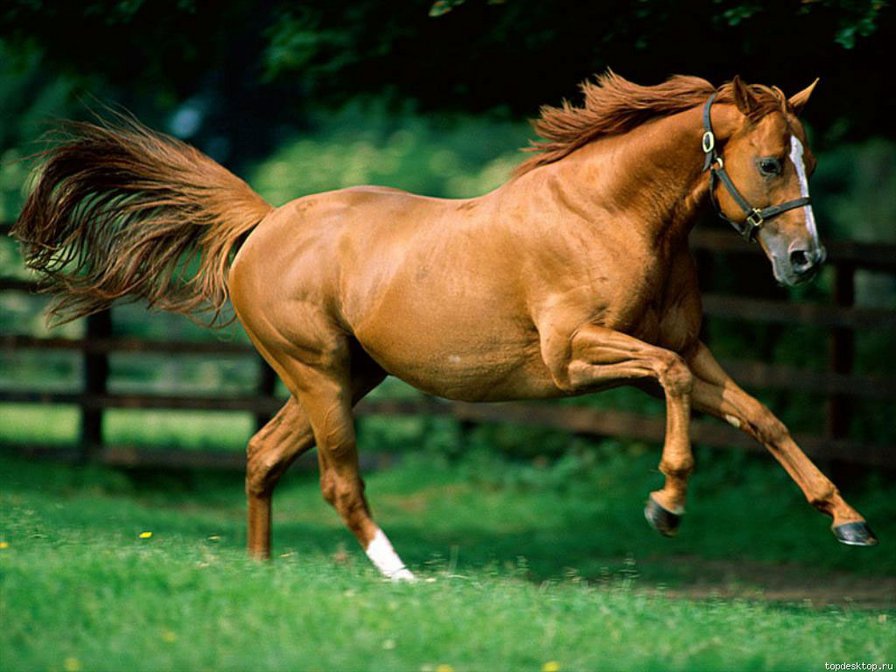 Красавица - лошади, животные - оригинал