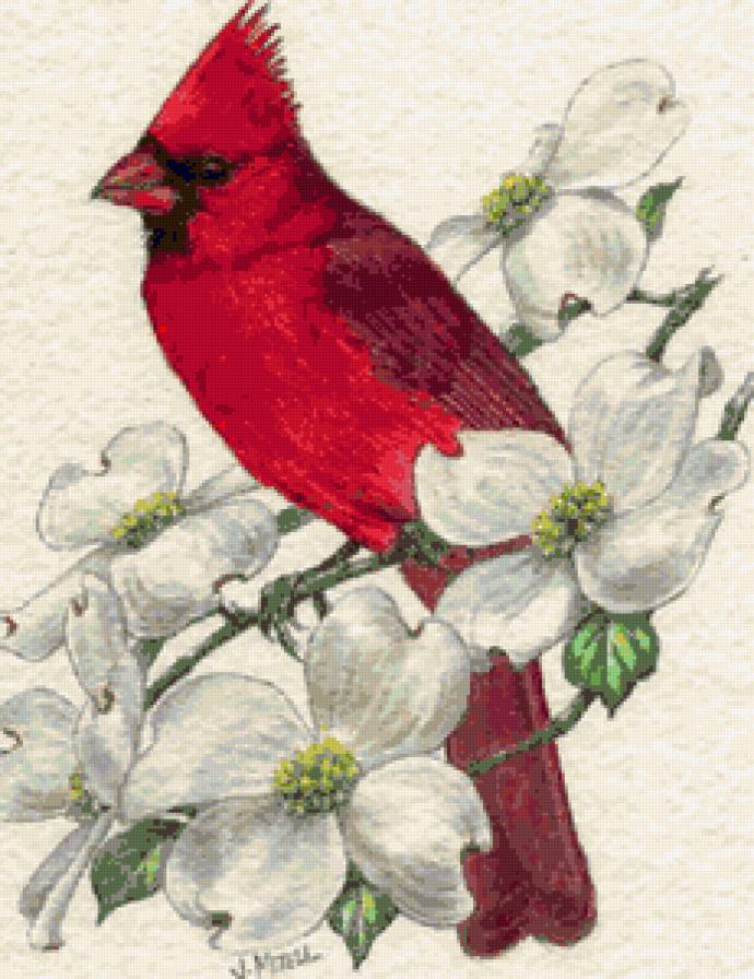 Весенний кардинал - весна, птица, кардинал, цветы, птицы, птички и ягодки - предпросмотр
