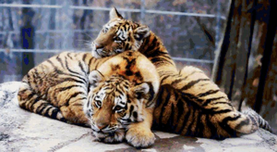Тигрята отдыхают - животные, тигр, природа, большие кошки, хищники - предпросмотр
