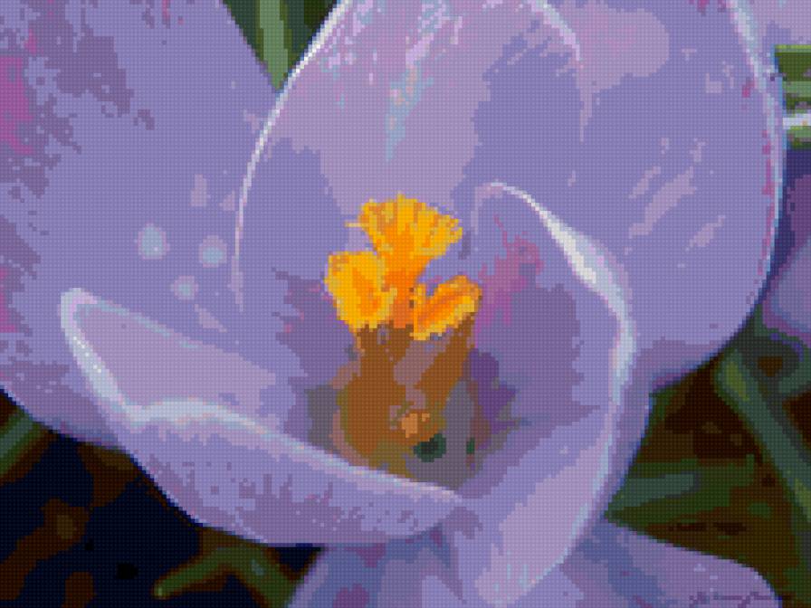 крокус - цветы - предпросмотр