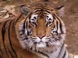 Тигр - тигры, кошки, животные - оригинал