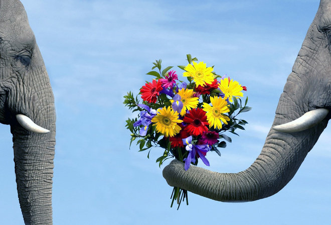 Пара слонов - животные, цветы, любовь - оригинал