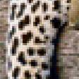 Предпросмотр схемы вышивки «leopard» (№129180)