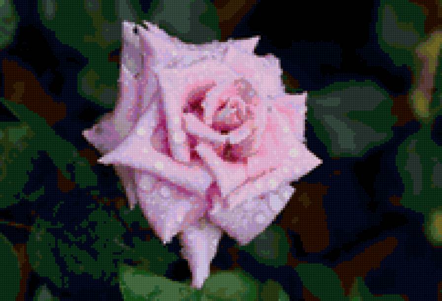 Розовая роза - цветы - предпросмотр
