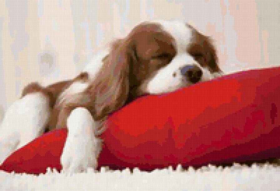 Щенок на подушке - собака - предпросмотр