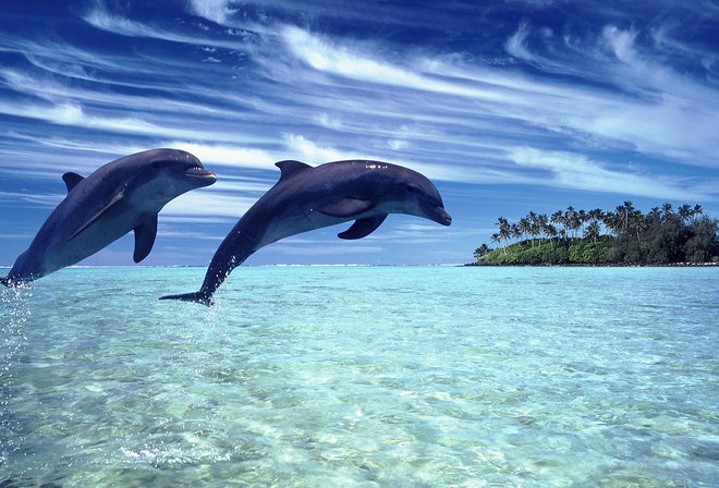 Дельфины - прыжок, море - оригинал