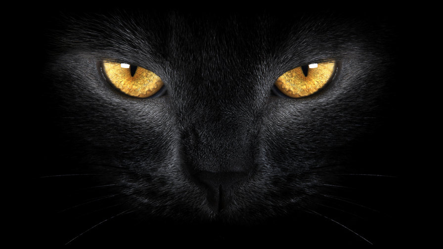 Глаза черной кошки - черная кошка, взгляд, животные, глаза - оригинал