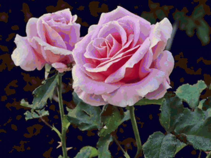 Розочки)) - розы, цветы, flowers - предпросмотр