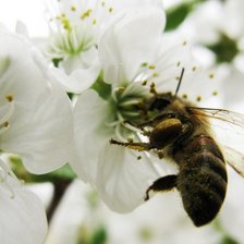 Схема вышивки «spring flower»