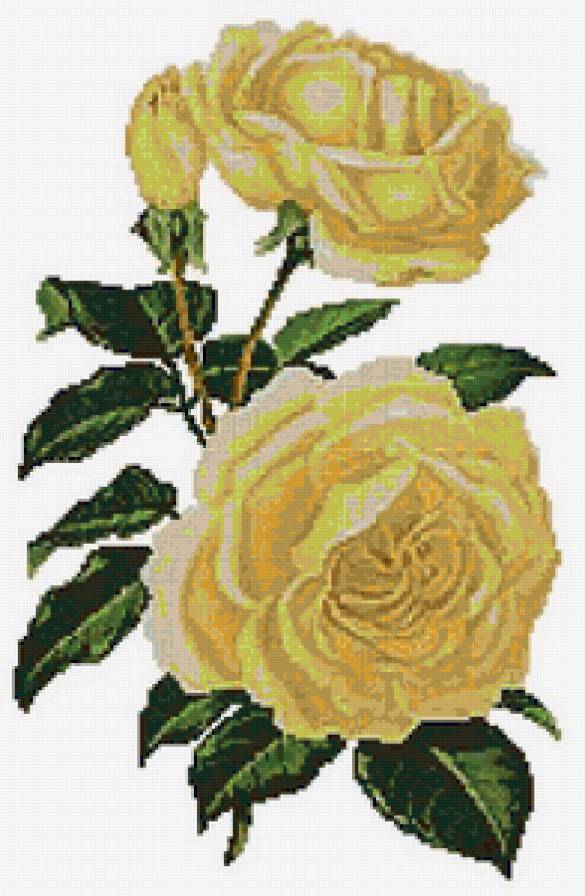 №129781 - цветы, розы, букет, ваза - предпросмотр