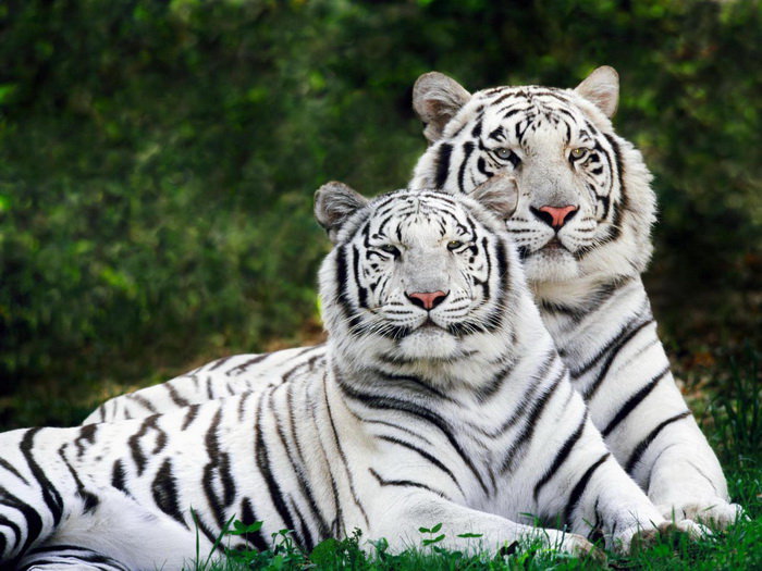 Пара белых тигров - животные, тигры - оригинал