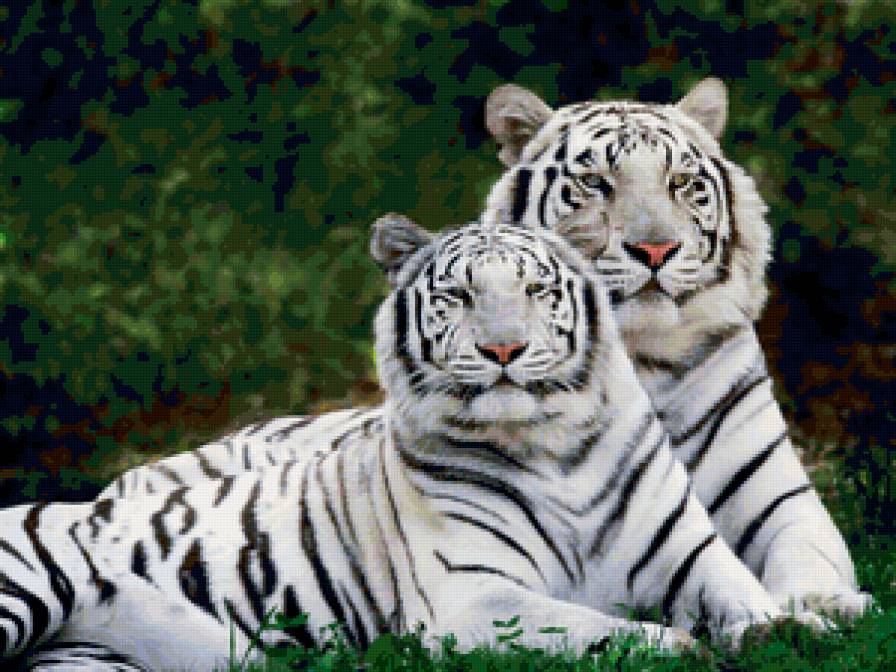 Пара белых тигров - тигры, животные - предпросмотр