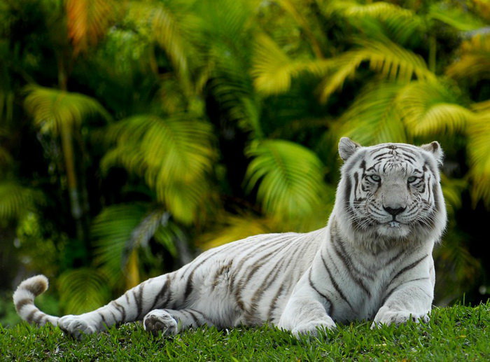 Белый тигр - животные, тигры - оригинал
