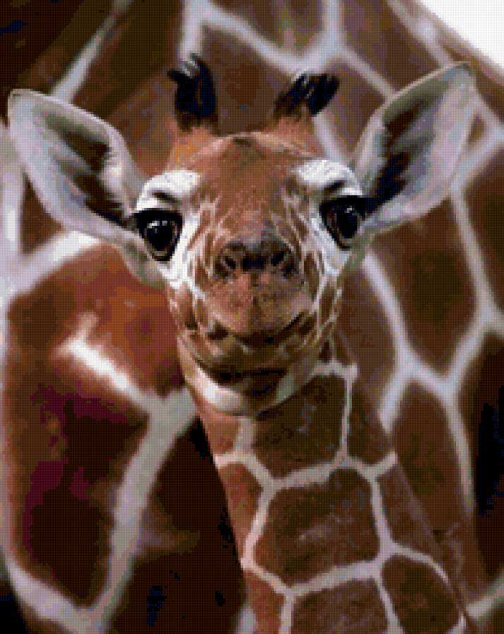 Маленький жирафик - животные, жирафы - предпросмотр