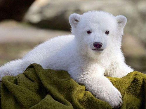 Белый медвежонок -Умка. - белые медведи, животные, медведи - оригинал
