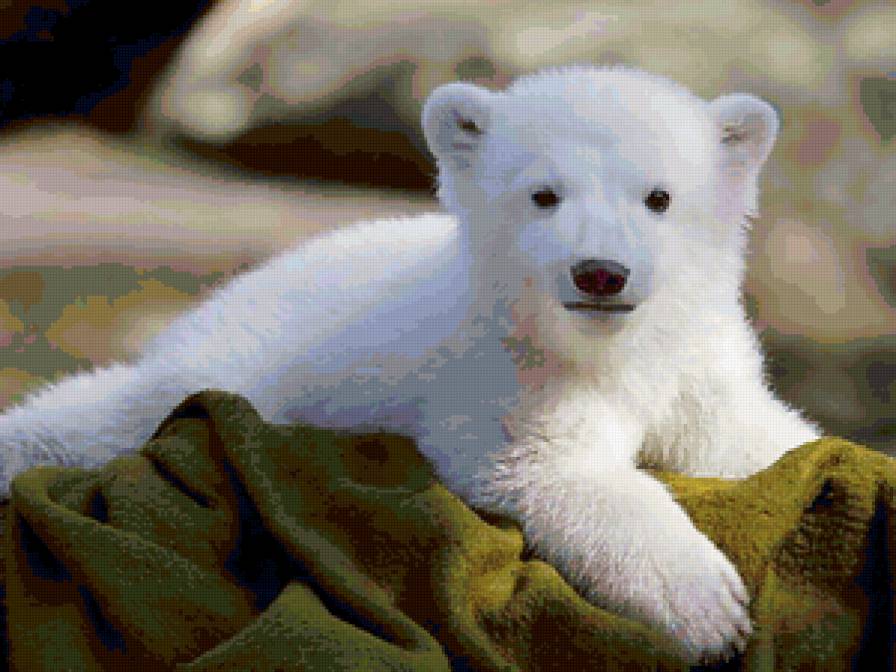 Белый медвежонок -Умка. - медведи, белые медведи, животные - предпросмотр