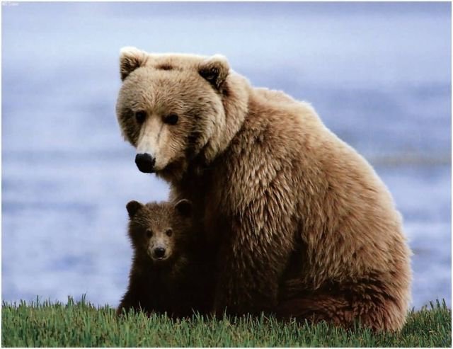Медведица с медвежонком - медведи, животные - оригинал