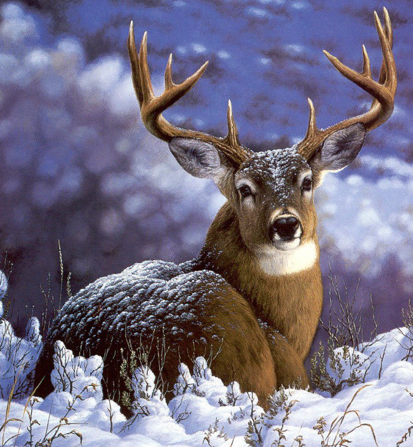 олень на снегу - олень, животные, зима, красота, картина - оригинал