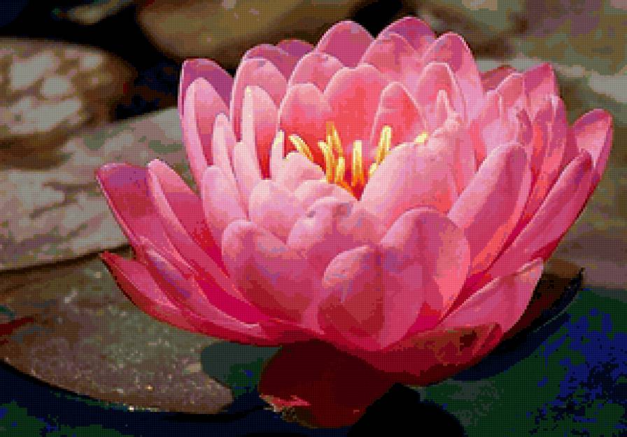 Розовый махровый лотос - цветы, кувшинки, водяные лилии, вода - предпросмотр