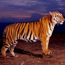 Схема вышивки «bengal tiger»