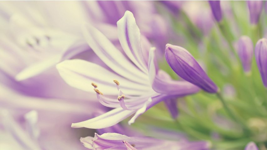 violet - flowers - оригинал