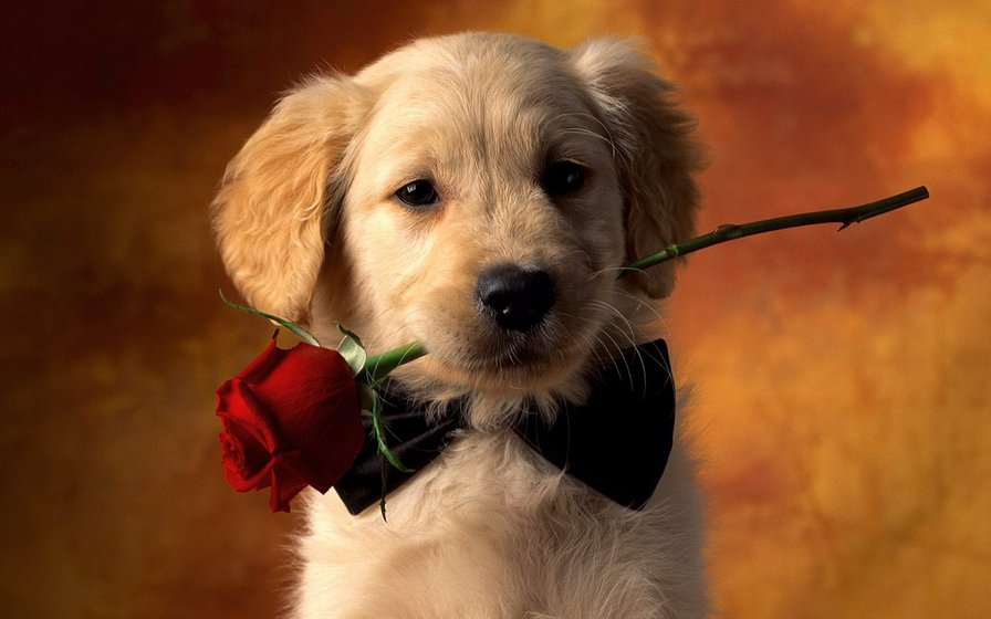 puppy - love, dog, rose - оригинал