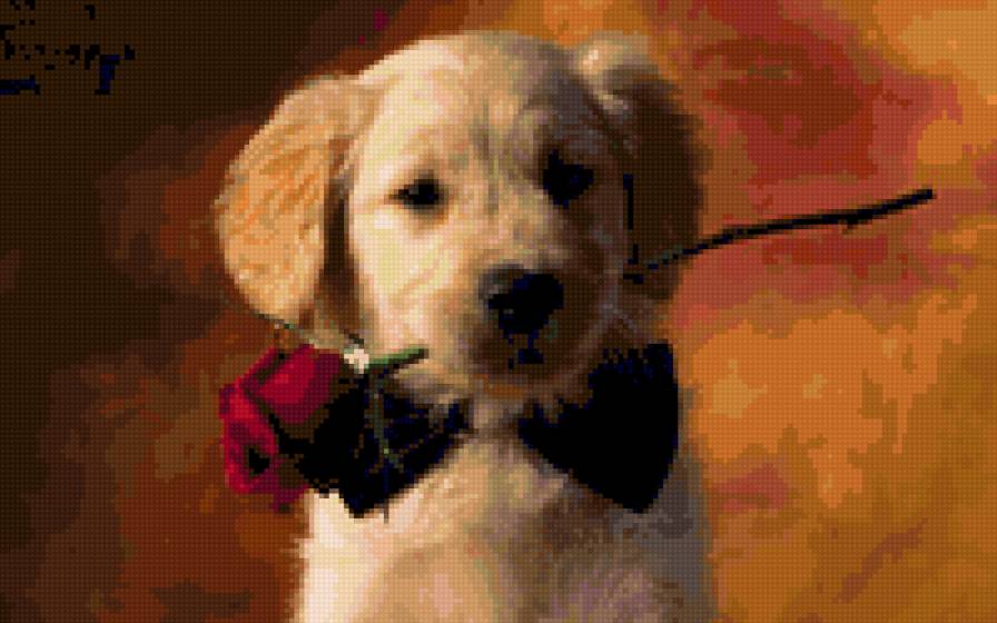 puppy - rose, dog, love - предпросмотр