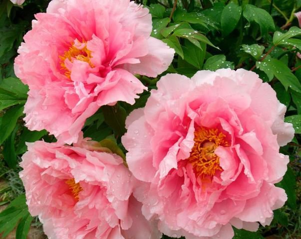 Пионы розовые - весна, цветы, аромат, пионы - оригинал