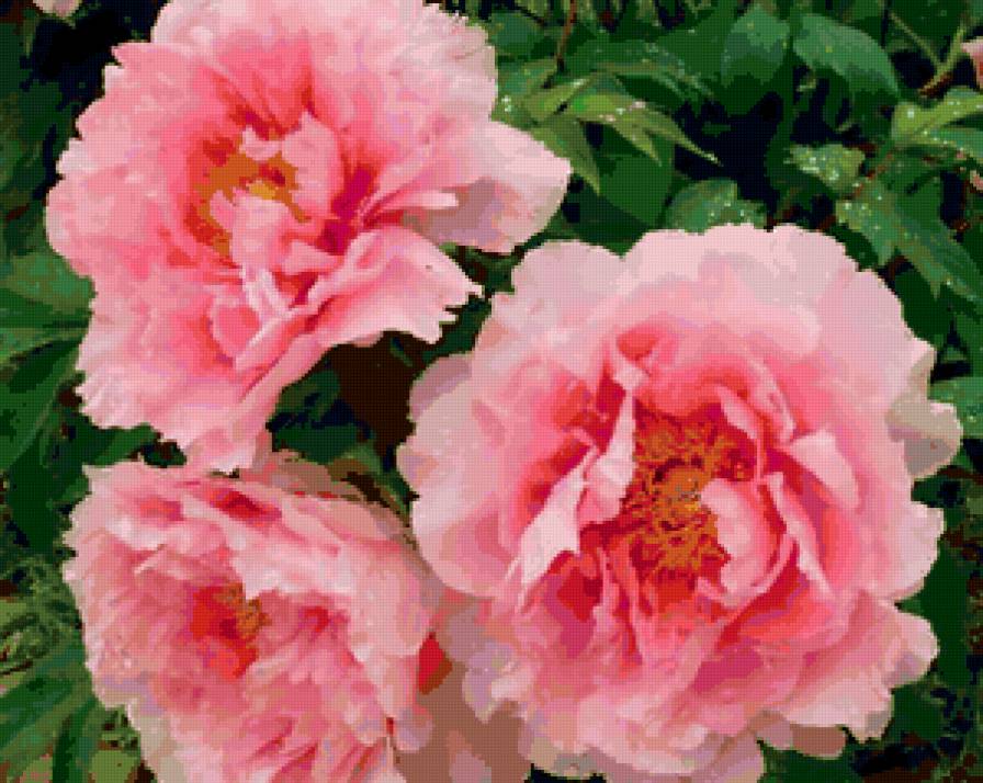 Пионы розовые - цветы, пионы, аромат, весна - предпросмотр