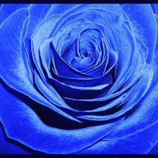 Оригинал схемы вышивки «Голубая роза» (№130740)