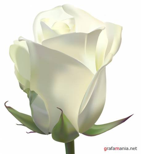 Белая роза - розы - оригинал