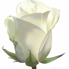 Оригинал схемы вышивки «Белая роза» (№130747)