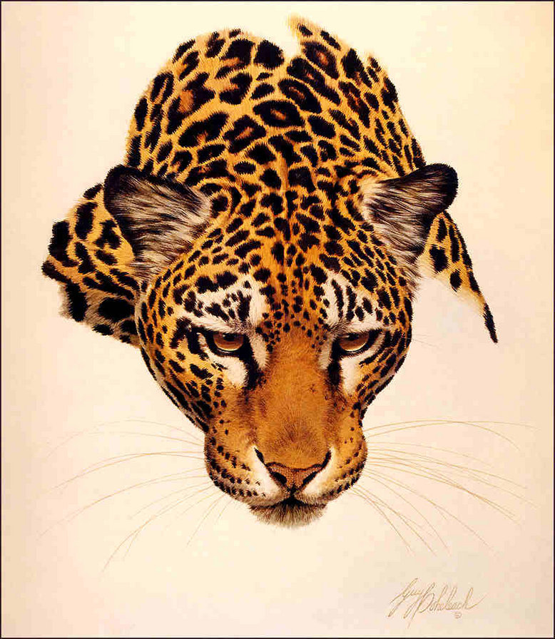 Леопард - кошки, дикие кошки, леопарды - оригинал