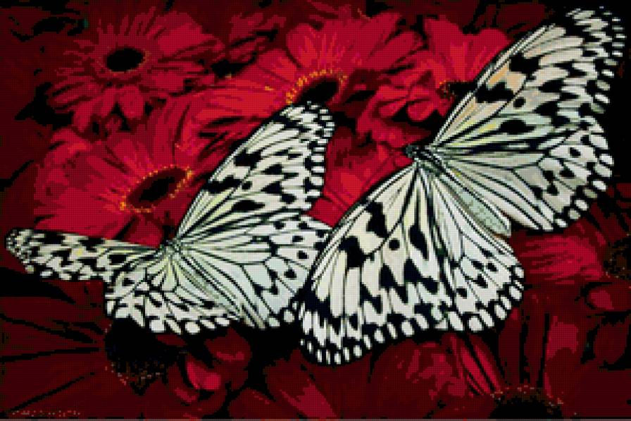 бабочки на цветах - предпросмотр