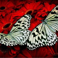 Оригинал схемы вышивки «бабочки на цветах» (№131206)