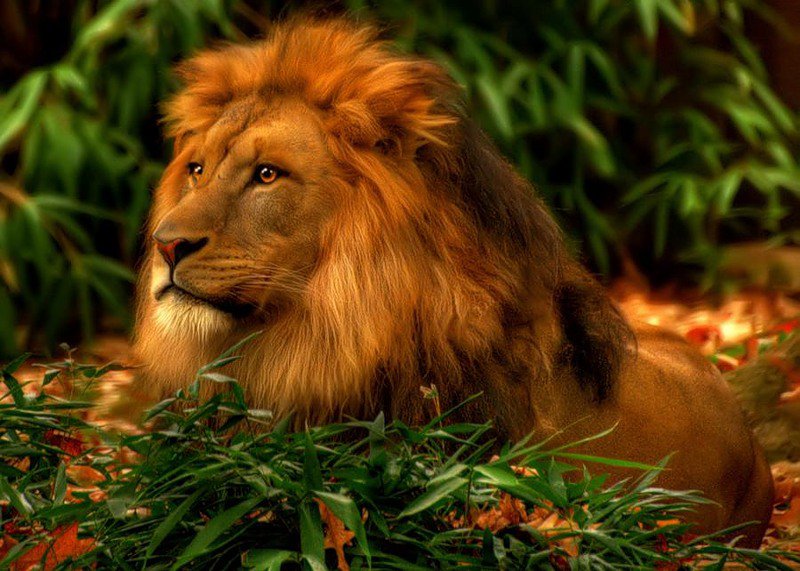 царь зверей - лев - оригинал
