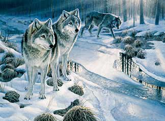 Волки в зимнем лесу - снег, зима, животные, волк - оригинал