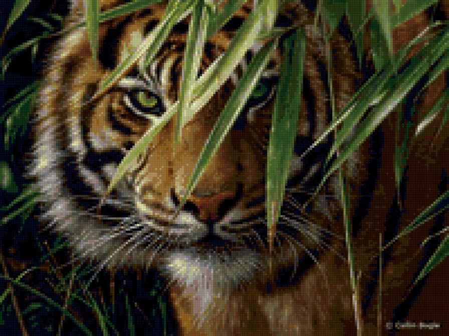 тигр на охоте - животные, тигр - предпросмотр