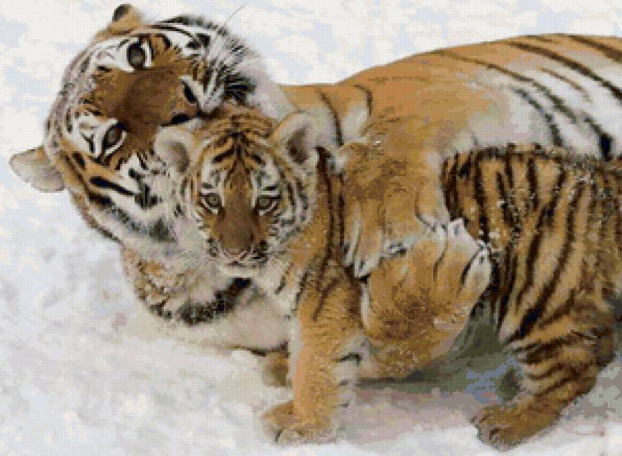 тигрица и тигренок - чувства, тигры, животные - предпросмотр