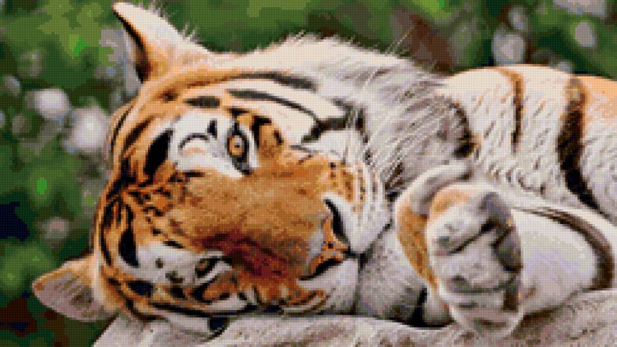 отдых - тигр, животные - предпросмотр
