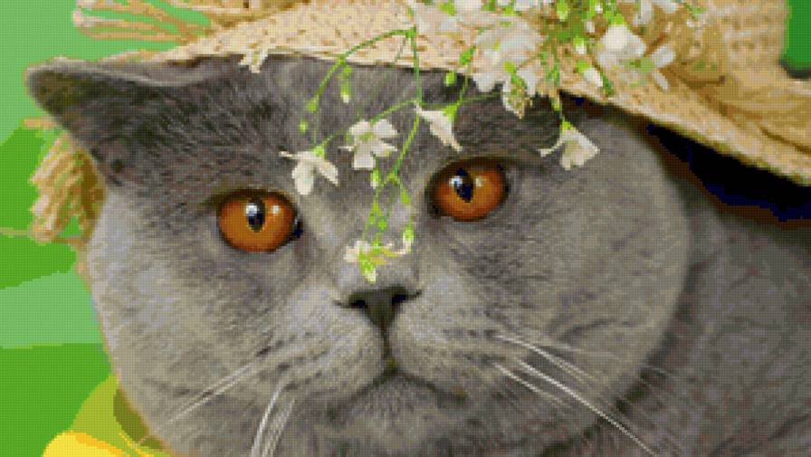 Серия "Коты" Британец - животные, цветы, кот - предпросмотр