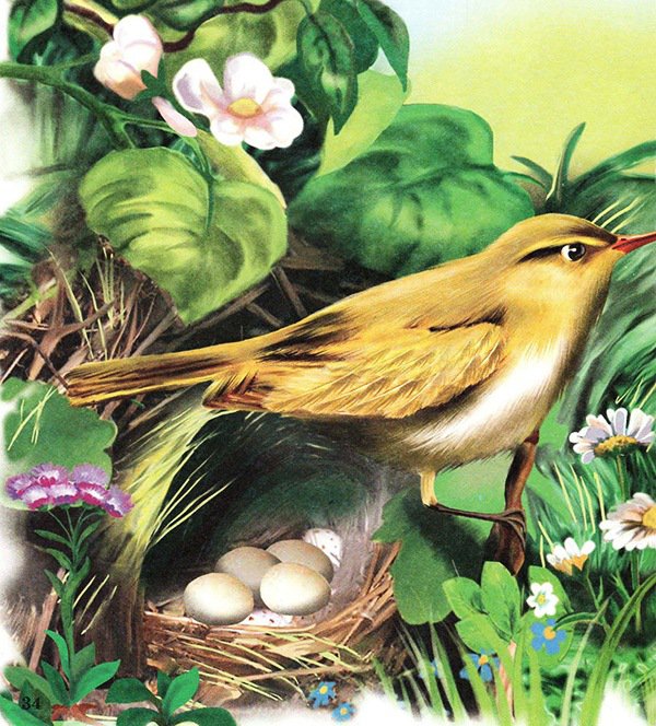 Птичка у гнезда - природа, гнездо, иллюстрации, яички, птицы, птица - оригинал
