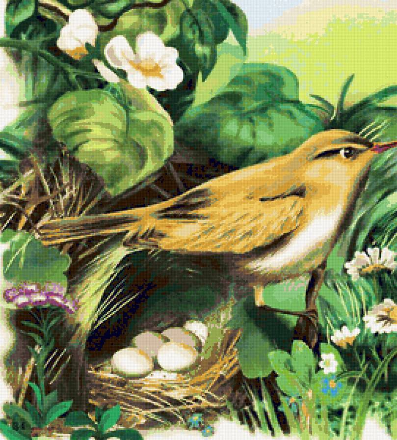 Птичка у гнезда - природа, птицы, иллюстрации, гнездо, птица, яички - предпросмотр