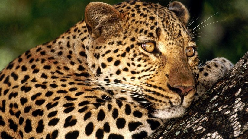 Леопард 2 - природа, леопард, животные - оригинал