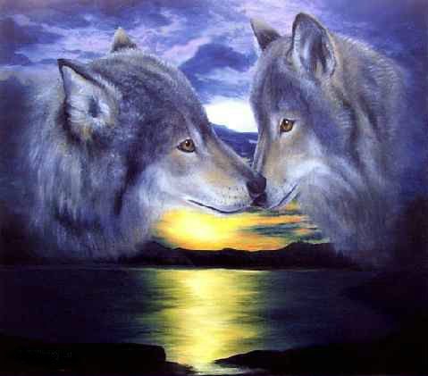 любовь - волки, любовь, природа - оригинал