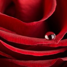 Оригинал схемы вышивки «red rose» (№132564)