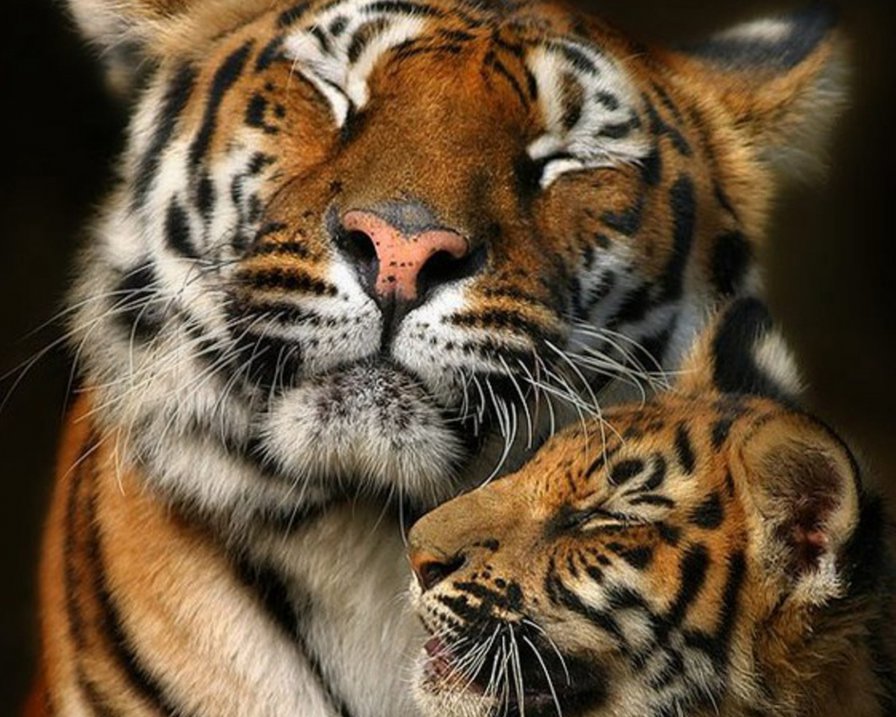 родительская любовь - тигры, животные - оригинал