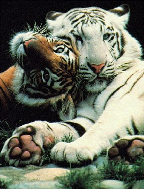 парочка - животные, пара, тигры, двое - оригинал